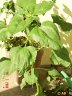 DSC01740.JPG