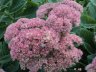 DSC00115.JPG