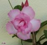 DSC00128.JPG
