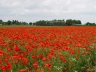 DSC02580.JPG