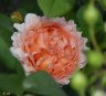 DSC02600.JPG