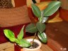 DSC03188.JPG